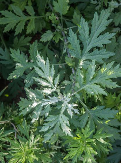  Artemisia vulgaris