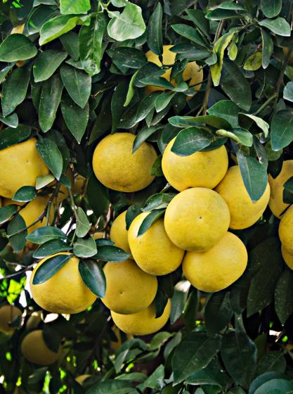 Γκρέιπφρουτ – Citrus paradisi