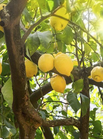 Citrus limon
