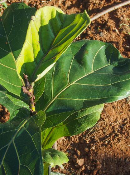 Φίκος λυράτα – Ficus lyrata