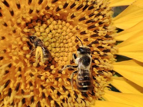 BUZZ! LET’S PROTECT BEES
