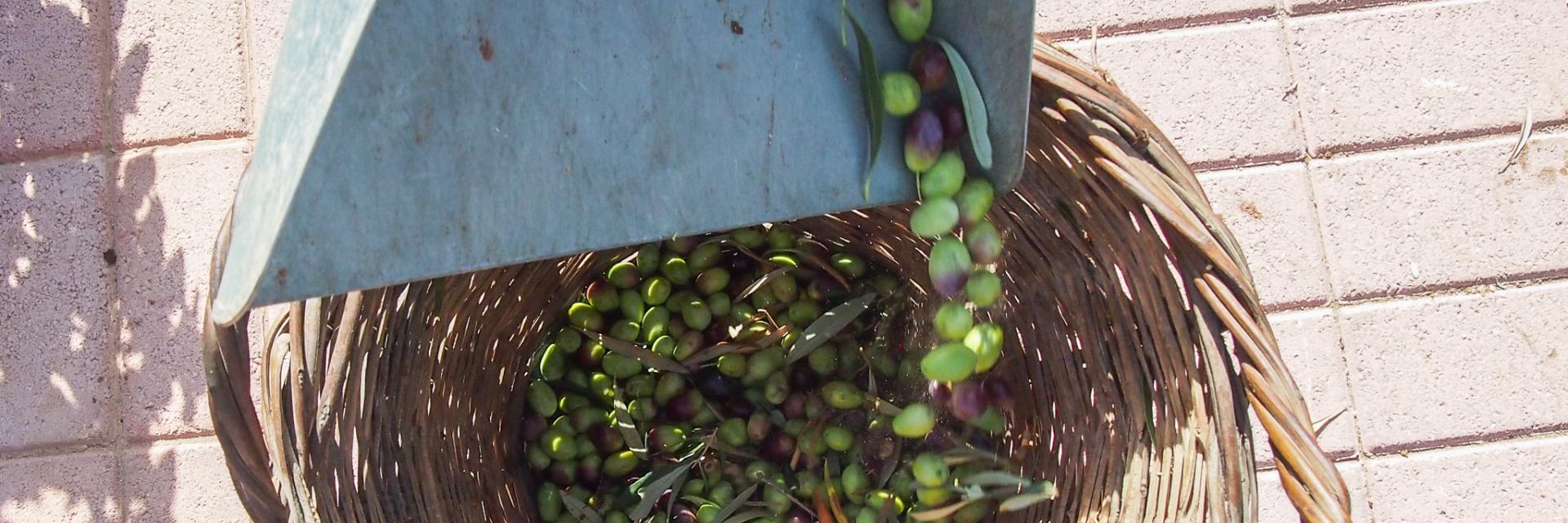 Λιομάζωμα στα Μονοπάτια του Πάρκου