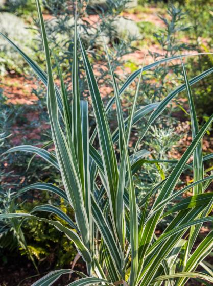  Arundo donax ‘Veriegata