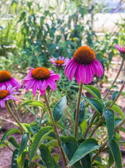 Εχινάκεια η στενόφυλλη  - Echinacea purpurea