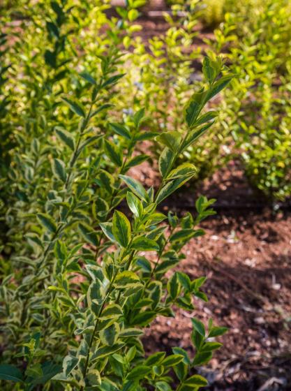 Ligustrum ovalifolium 