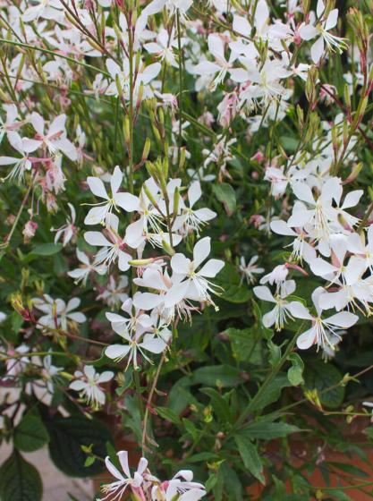 Gaura lindheimeri