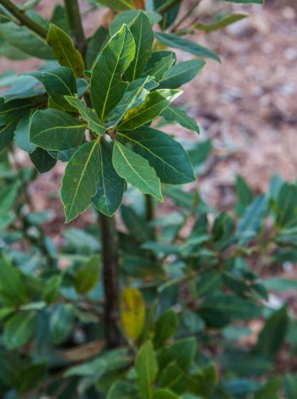 Δάφνη - Laurus nobilis