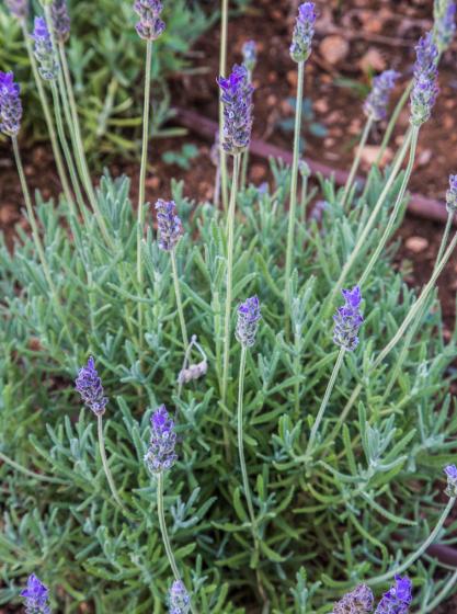 Levandula dentata