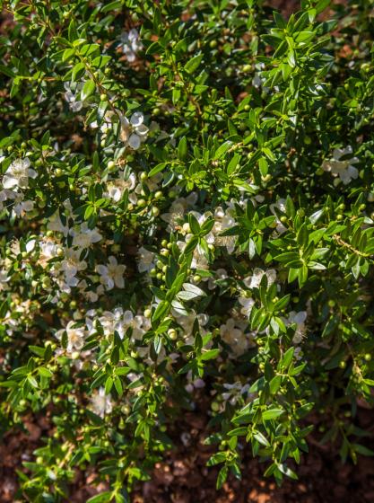 Μυρτιά μικρόφυλλη νάνα Myrtus communis ‘microphylla’