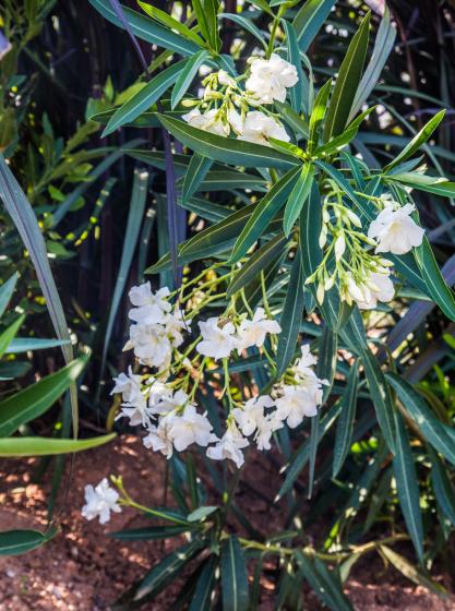 Πικροδάφνη λευκή  - Nerium oleander