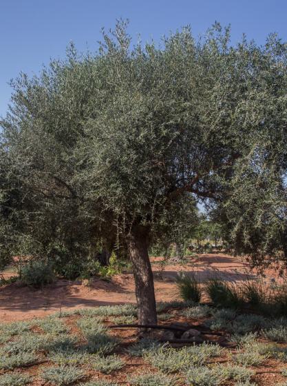 Olea europaea