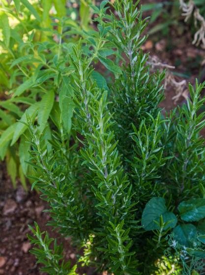 Ροσμαρίνος ο φαρμακευτικός - Rosmarinus officinalis var. prostratus