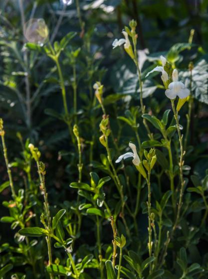 Σάλβια ‘clotted cream’ - Salvia ‘clotted cream’