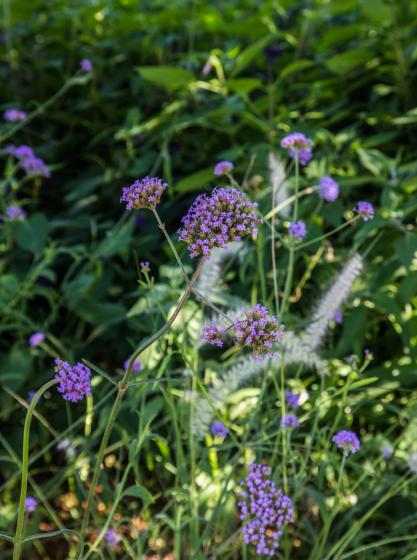 Βερβένα μποναριένσις— Verbena bonariensis