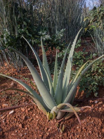  Aloe vera