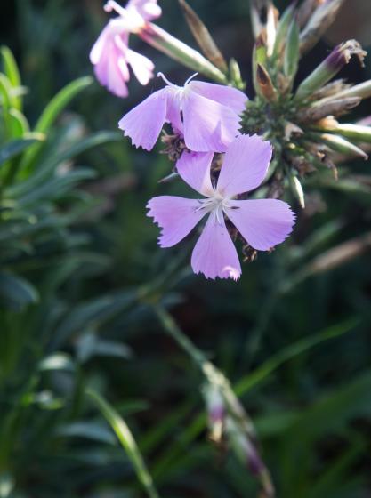  Dianthus sp. 