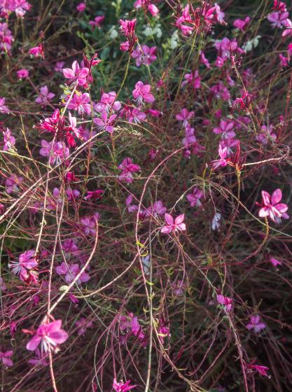 Oenothera lindheimeri ‘Siskiyou Pink’