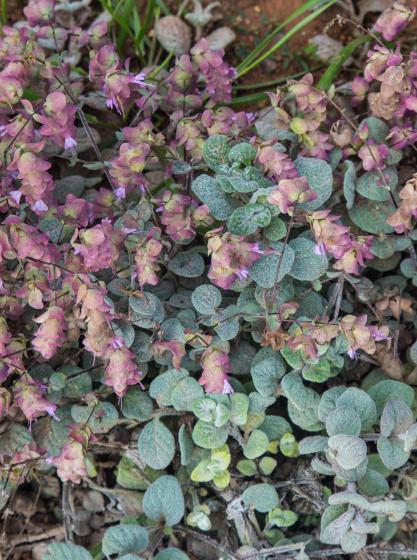  Origanum dictamnus