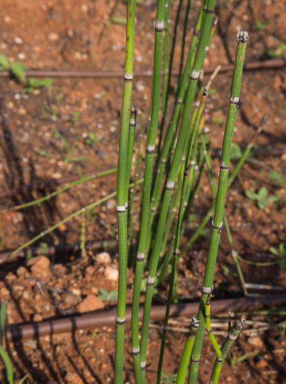 Equisetum hyeamale