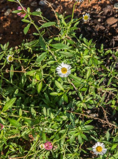 Erigeron karvinskianus