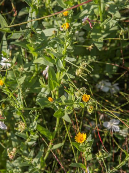 Calendula arvensis