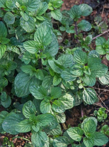 Mentha piperita 