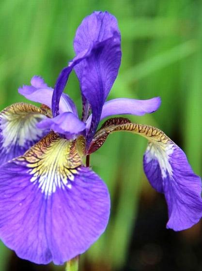 Ίριδα - Iris sibirica