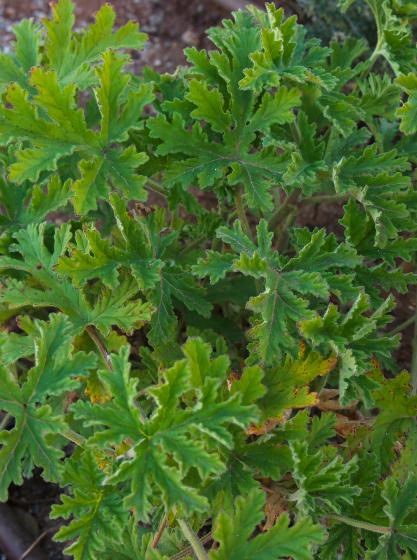 Αρμπαρόριζα – Pelargonium graveolens