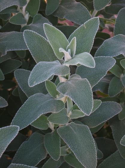 Ασφάκα – Phlomis fruticosa