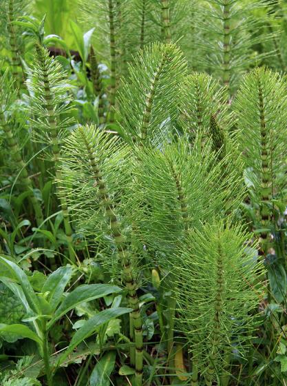 Εκουιζέτο - Equisetum telmateia 