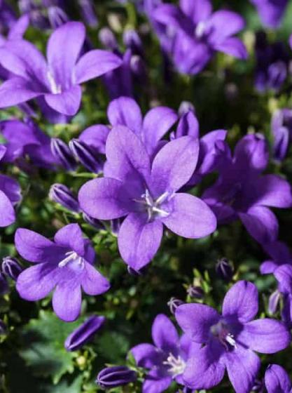 Καμπανούλα – Campanula sp.