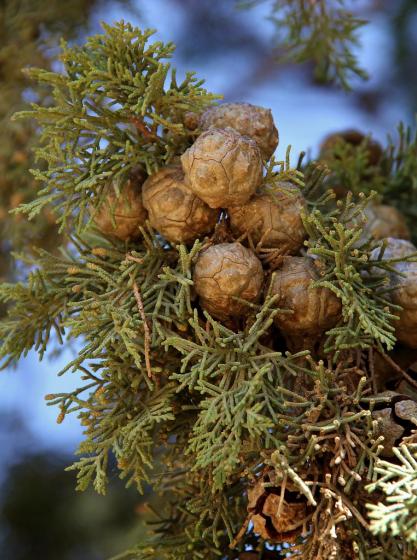 Κυπάρισσος η αειθαλής - Cupressus sempervirens