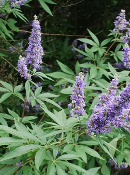 Λυγαριά - Vitex agnus-castus