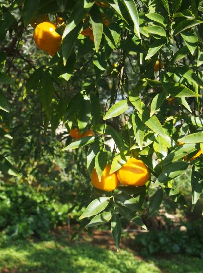 Citrus reticulata