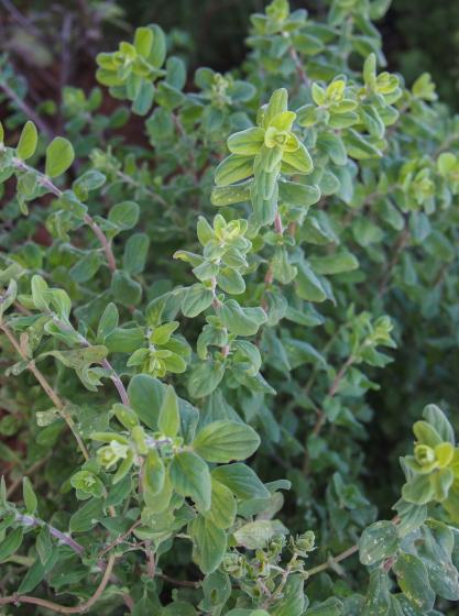 Origanum majorana