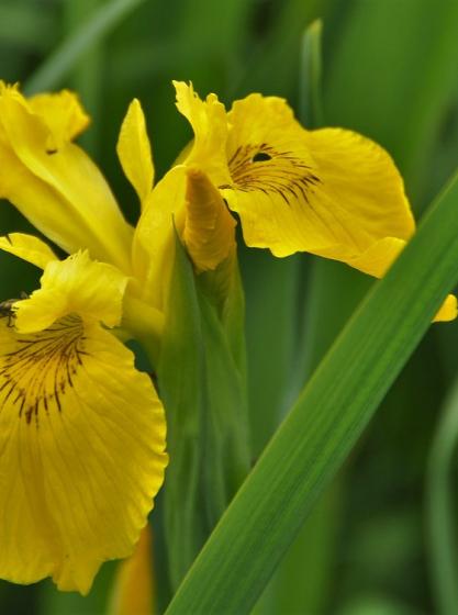 Ίριδα - Iris pseudoacorus 