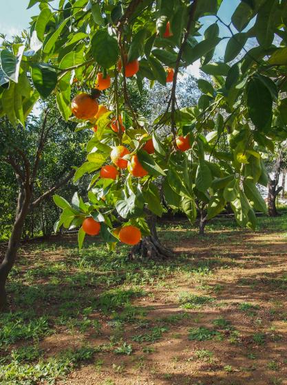 Νεραντζιά – Citrus aurantium