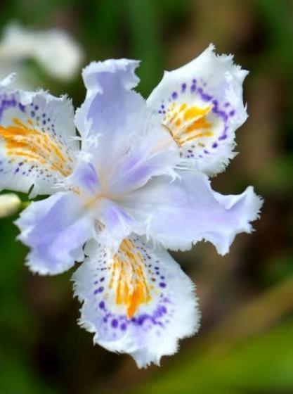 Ίριδα - Iris japonica