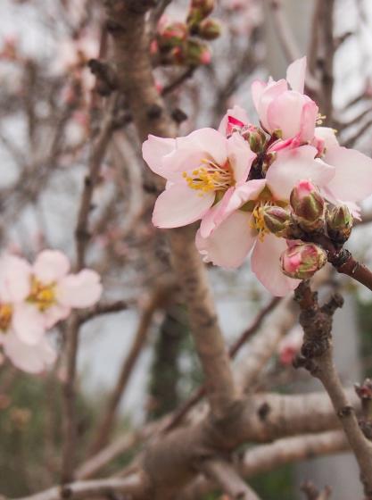 Prunus amygdalus