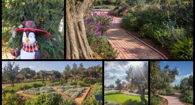 A Christmas Walk in the Attica Botanical Park
