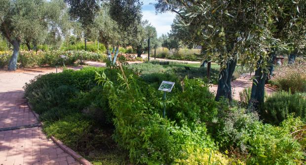 A walk in the Attica Botanical Park