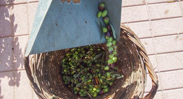 Λιομάζωμα στα Μονοπάτια του Πάρκου